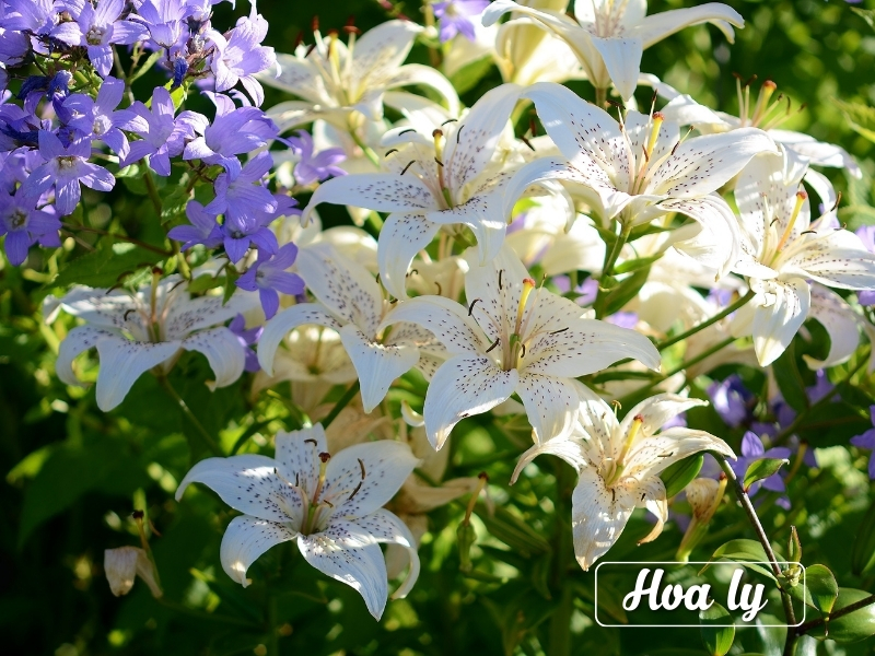 Hoa ly biểu tượng của sự sang trọng và cao quý