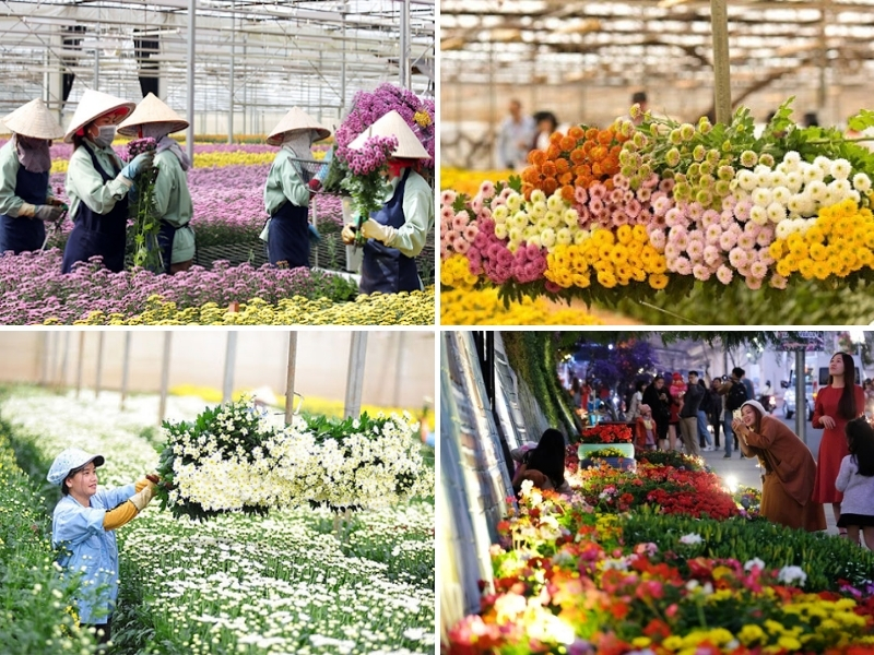 Không gian sắc hoa rực rỡ màu sắc và sinh động