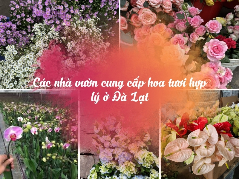 ác nhà vườn cung cấp hoa tươi giá hợp lý ở Đà Lạt