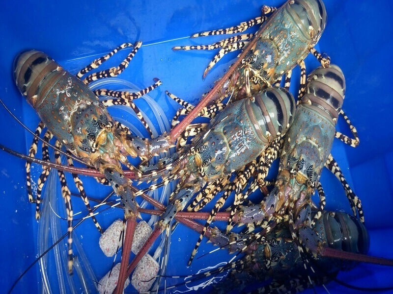 Tôm Hùm là đặc sản tại Bãi Tràm