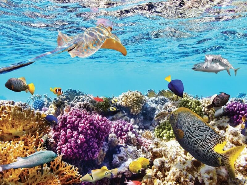 Lặng ngắm san hô đủ màu sắc tuyệt đẹp