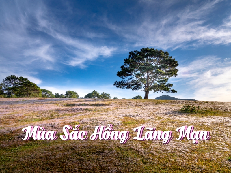 Đồi có hồng mùa sắc màu lãng mạn tại Đà Lạt