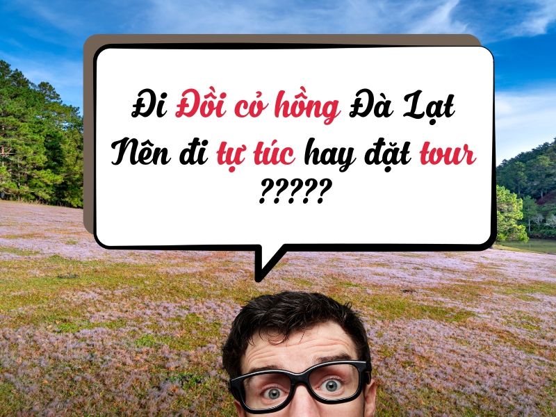 Nên đi đồi có hồng theo tour hay đi tự túc?