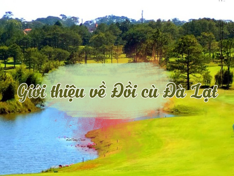 Đôi nét sơ lược về Đồi cù Đà Lạt