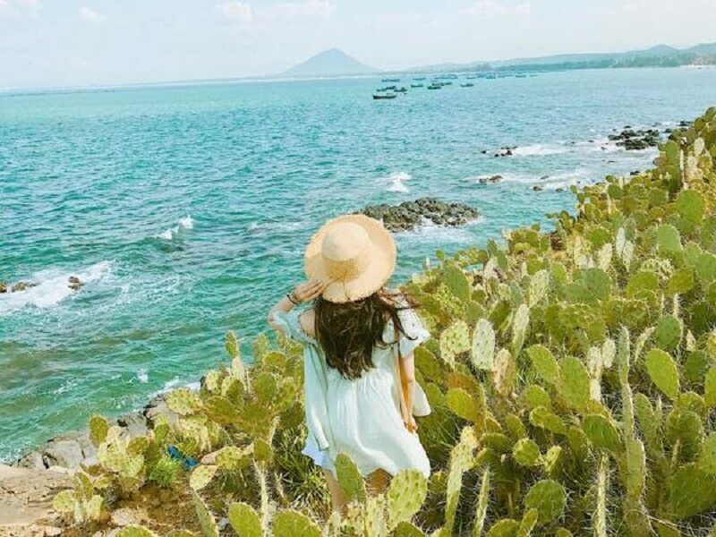 Những rặng xương rồng kiên cường nằm bên mép vực