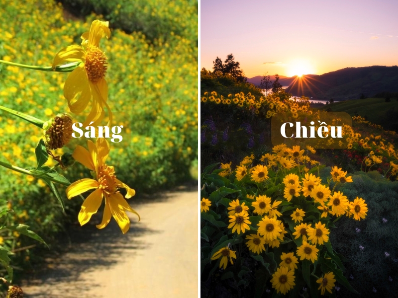 Khi nào hoa dã quỳ đà lạt nở rực rỡ nhất?