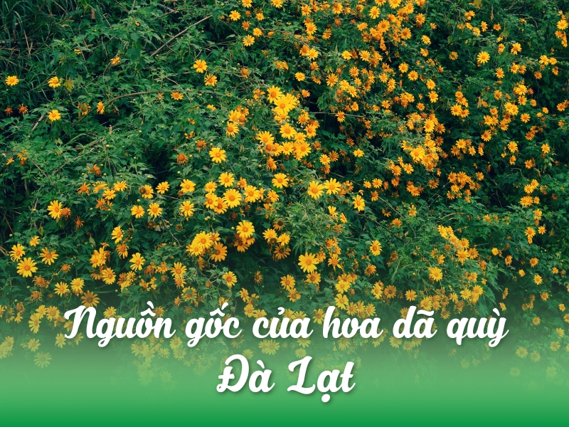 Nguồn gốc của hoa dã quỳ