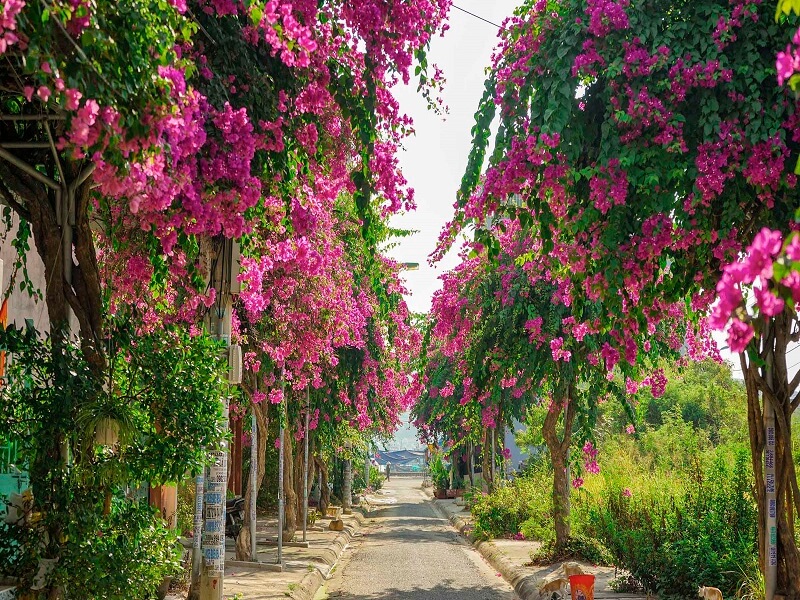 Con đườn Bạch Thái Bưởi