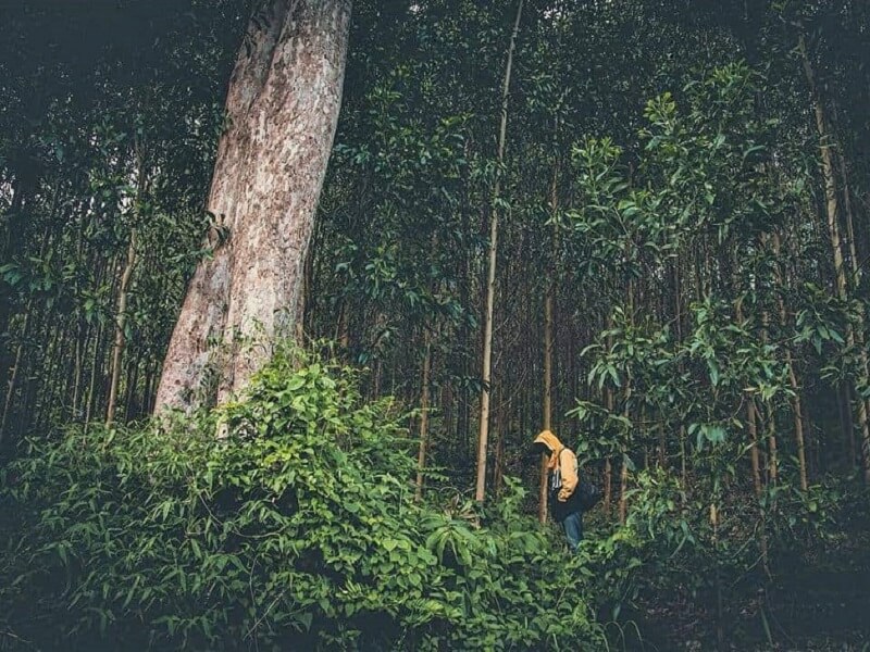 Rừng nguyên sinh Hòn Bà