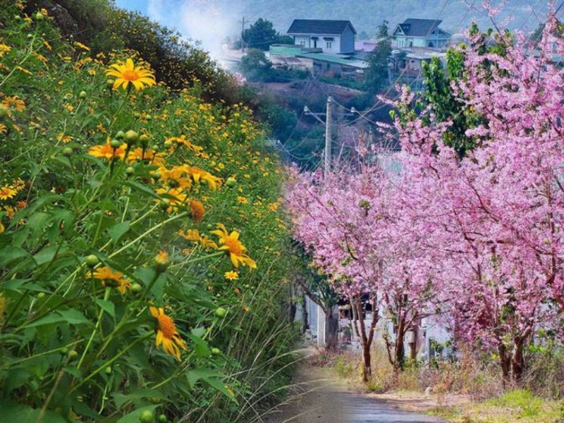 Cảnh rừng hoa rực rỡ khoe sắc nở rộ ở chân đèo Tà Nùng