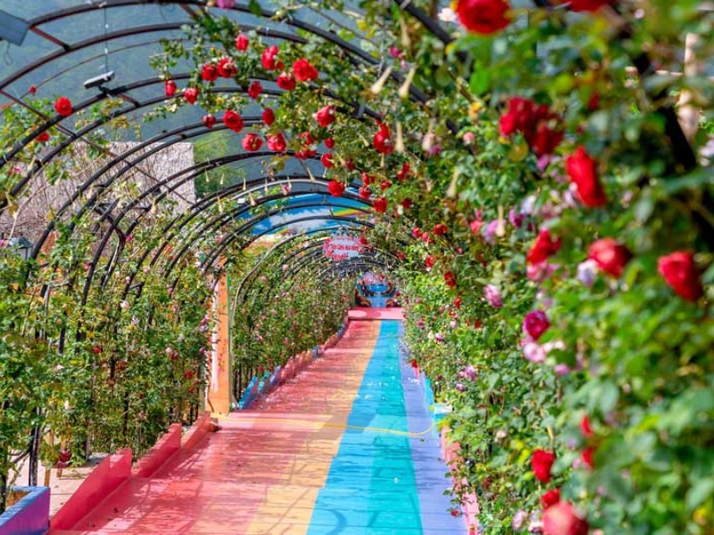 Con đường trải đầy hoa hồng như cổ tích